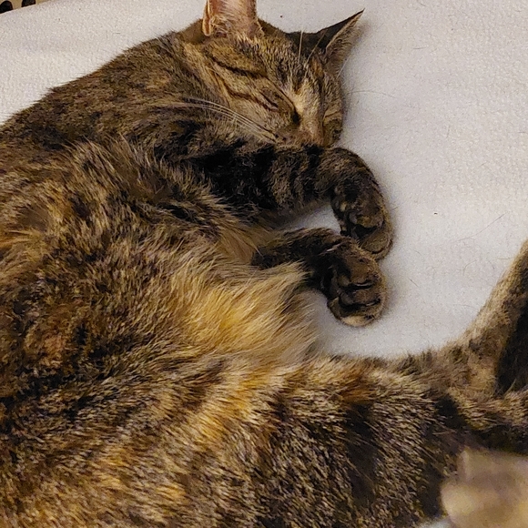 Meet your Posher, Alana - Picture 6 of 6